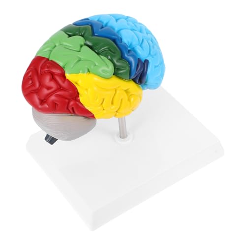 DIKACA Maßstab Anatomisches Lernwerkzeug für Studierende Neurowissenschaften mit Farbcodierten Markierungen DIKACA Maßstab Anatomisches Lernwerkzeug für Studierende Neurowissenschaften mit Farbcodierten Markierungen von DIKACA