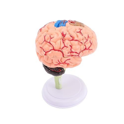DIKACA Menschliches Gehirnmodell Modell Für Neurowissenschaften Hochwertiges Teilig Für Unterricht Und Detailgetreu Und Langlebig von DIKACA