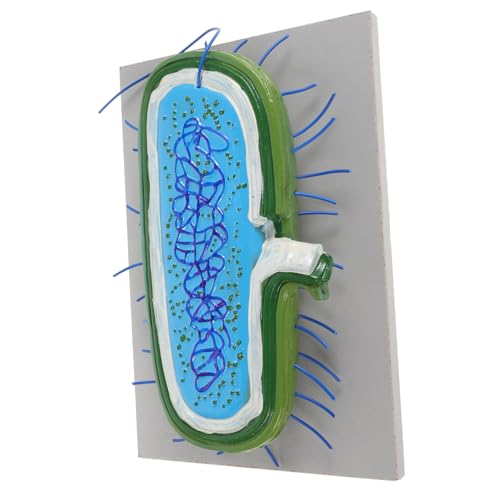 DIKACA Mikrobielles Modell Biologiemodelle Lehrhilfe Modell Für Klassenzimmer Schulversorgung Lehrhilfsmittel Lehrmittel Für Die Schule Biologieunterrichtsmodell Lehrmodell Zellmodell PVC DIKACA Mikrobielles Modell Biologiemodelle Lehrhilfe Modell Für Klassenzimmer Schulversorgung Lehrhilfsmittel Lehrmittel Für Die Schule Biologieunterrichtsmodell Lehrmodell Zellmodell PVC von DIKACA