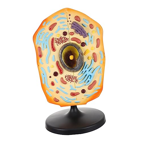 DIKACA Anatomie Der Tierzelle Lehren Anzeige Biologie Der Tierzelle Für Das Lernen in Der Schule von DIKACA