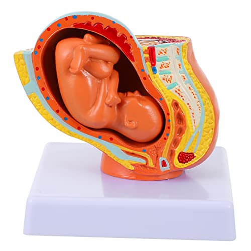 DIKACA Volumetrisches Uterus Fötus Modell PVC Vollentwickelter Weiblicher Becken Fötus Lehrmodell Schwangerschaft für Medizinische Ausbildung und Unterricht in Gesundheitsberufen von DIKACA