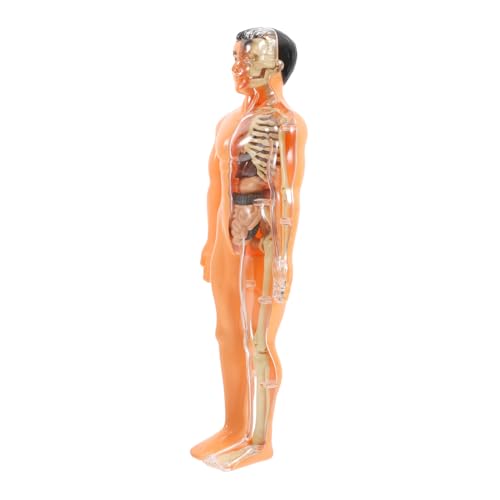 DINHEAROM 1 Satz Menschliches Skelettspielzeug Anatomie Und Physiologie Des Menschen Dreidimensionale Organe Rätsel Teile Puzzle Menschliches Anatomie -modell Anatomiemodell Plastik DINHEAROM 1 Satz Menschliches Skelettspielzeug Anatomie Und Physiologie Des Menschen Dreidimensionale Organe Rätsel Teile Puzzle Menschliches Anatomie -modell Anatomiemodell Plastik von DINHEAROM