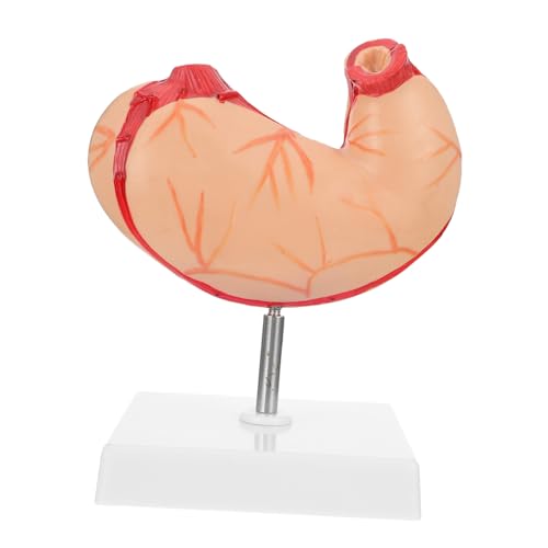 DINHEAROM 1Stück Anatomisches Magenmodell Lebensechtes Tragbares Lehrmittel für Klassenzimmer für Studien Leicht Benutzerfreundlich Zeigt die Des Menschlichen DINHEAROM 1Stück Anatomisches Magenmodell Lebensechtes Tragbares Lehrmittel für Klassenzimmer für Studien Leicht Benutzerfreundlich Zeigt die Des Menschlichen von DINHEAROM
