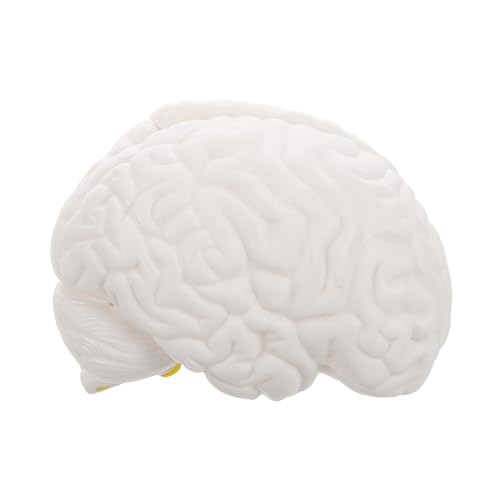 DINHEAROM Abnehmbares Anatomisches Modell mit Displaybasis für Unterrichtszwecke für Lehrmaterialien und Neurowissenschaften DINHEAROM Abnehmbares Anatomisches Modell mit Displaybasis für Unterrichtszwecke für Lehrmaterialien und Neurowissenschaften von DINHEAROM