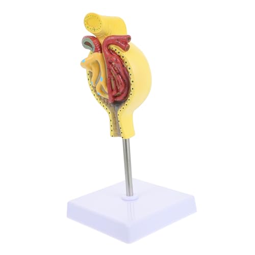 DINHEAROM Human Glomerulus Anatomisches Modell mit Basis Detailliertes Medizinisches Lehrmodell der Niereneinheit für Studenten und Lehrer Realistische Darstellung zur Organe Lernen und von DINHEAROM