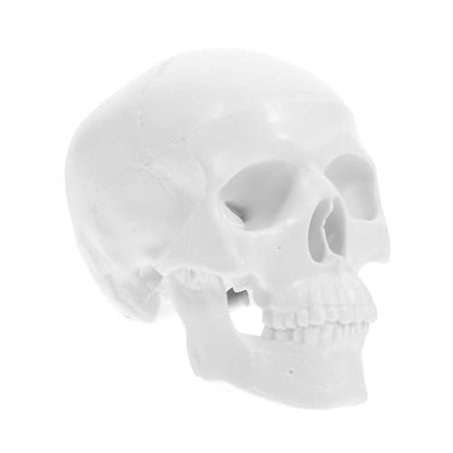 DINHEAROM Mini Menschenschädel Modell Abnehmbares Anatomisches Schädelmodell für Studien Kreative Projekte Realistische Deko für Halloween Lernzwecke DINHEAROM Mini Menschenschädel Modell Abnehmbares Anatomisches Schädelmodell für Studien Kreative Projekte Realistische Deko für Halloween Lernzwecke von DINHEAROM