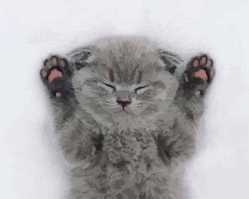 Malen nach Zahlen - Babykatze, mit Rahmen von DIY - Malen nach Zahlen