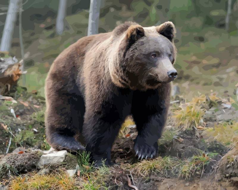 Malen nach Zahlen - Brauner Bär im Wald, ohne Rahmen von DIY - Malen nach Zahlen