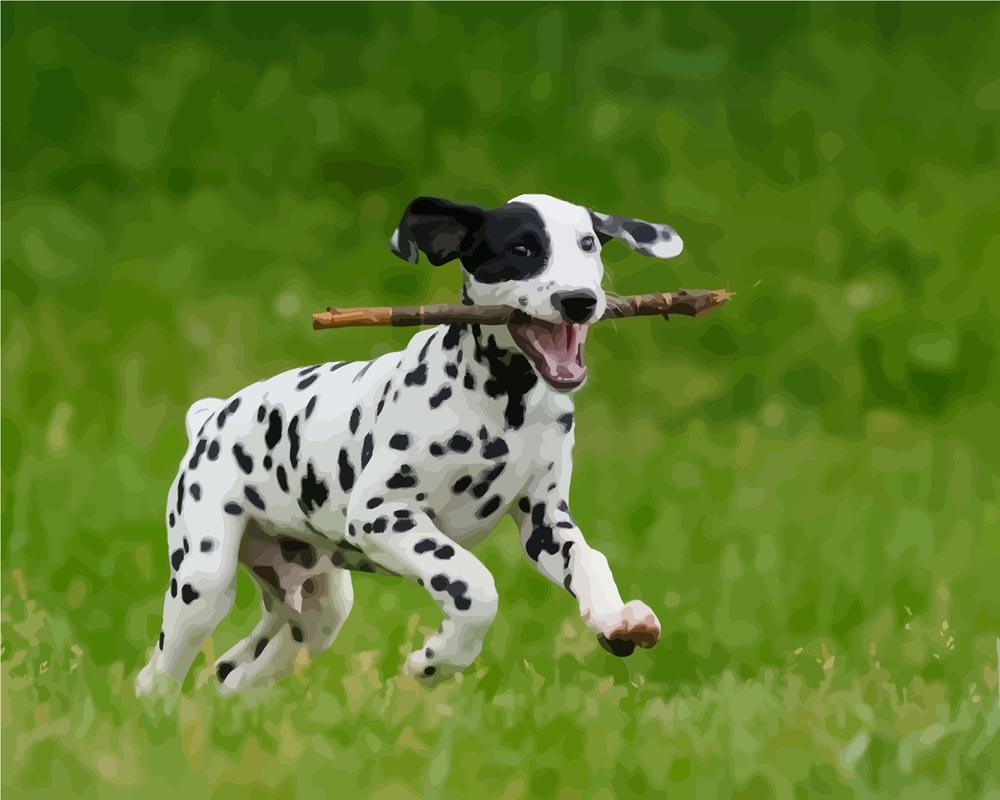 Malen nach Zahlen - Dalmatinerhund, mit Rahmen von DIY - Malen nach Zahlen