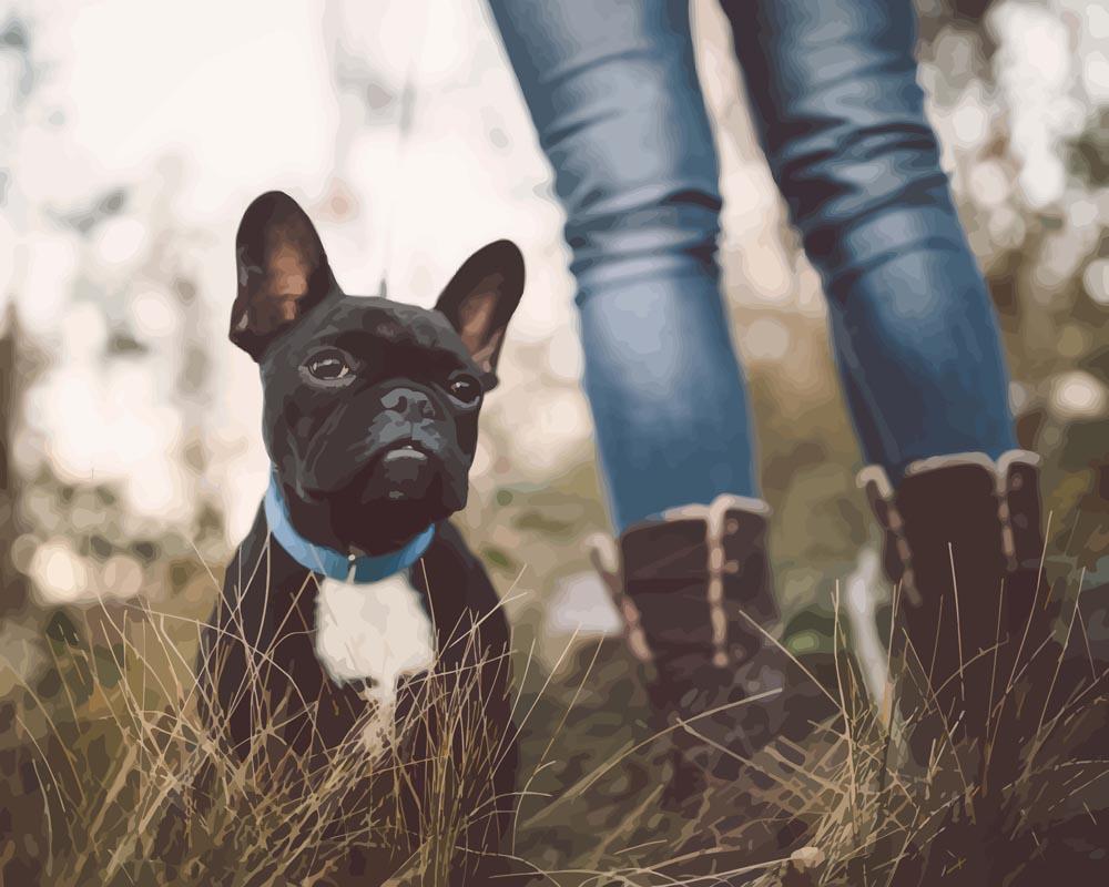 Malen nach Zahlen - Französische Bulldogge im Freien, mit Rahmen von DIY - Malen nach Zahlen