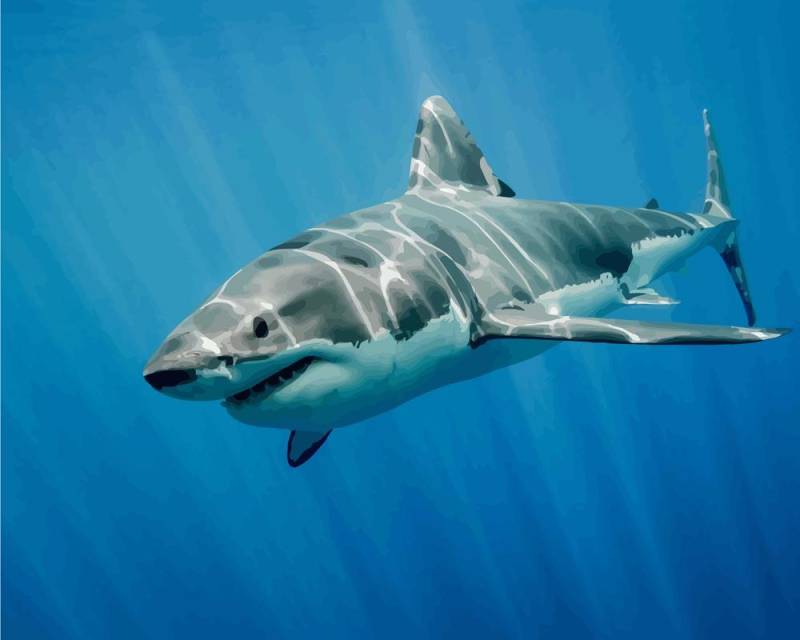 Malen nach Zahlen - Großer weißer Hai, ohne Rahmen von DIY - Malen nach Zahlen