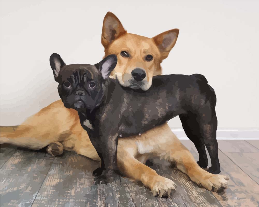 Malen nach Zahlen - Hundepaar, ohne Rahmen von DIY - Malen nach Zahlen