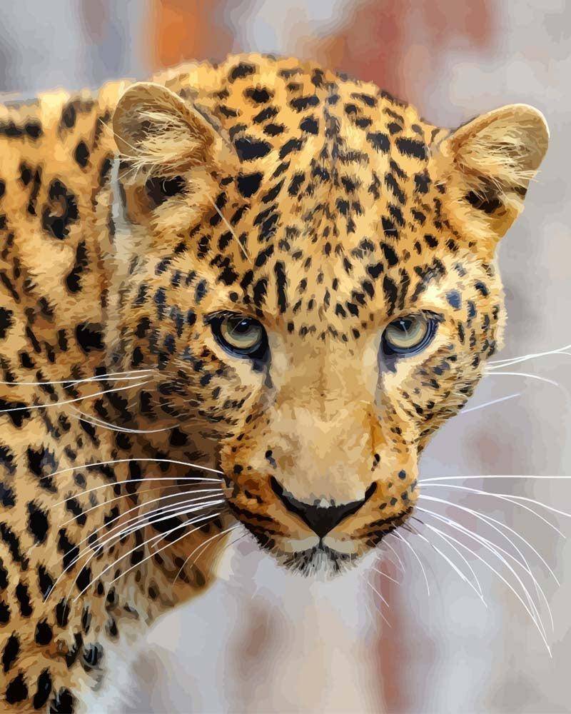 Malen nach Zahlen - Junger Leopard, ohne Rahmen von DIY - Malen nach Zahlen