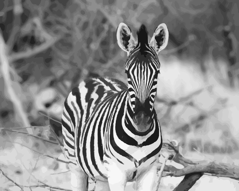 Malen nach Zahlen - Junges Zebra, mit Rahmen von DIY - Malen nach Zahlen