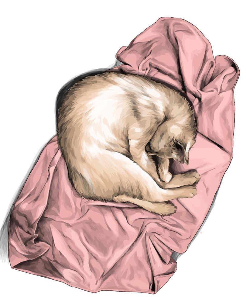 Malen nach Zahlen - Katze am schlafen, mit Rahmen Malen nach Zahlen - Katze am schlafen, mit Rahmen von DIY - Malen nach Zahlen