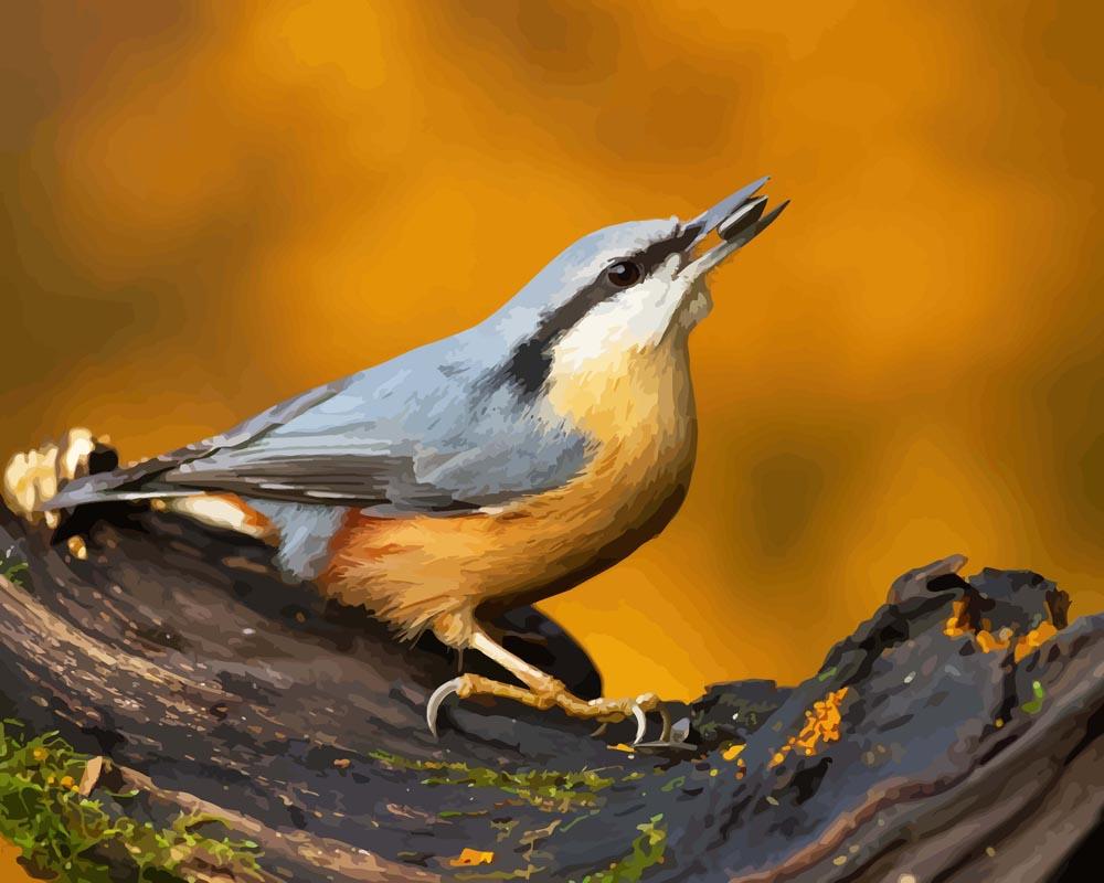 Malen nach Zahlen - Nuthatch Vogel auf dem Zweig, mit Rahmen Malen nach Zahlen - Nuthatch Vogel auf dem Zweig, mit Rahmen von DIY - Malen nach Zahlen