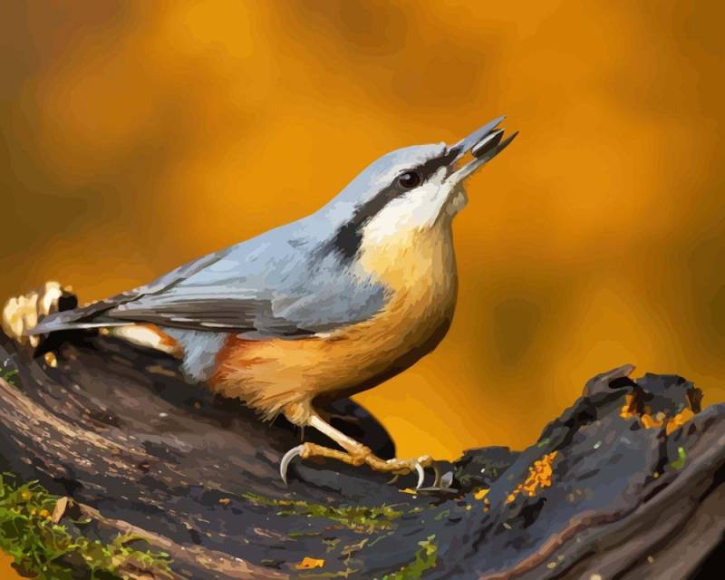 Malen nach Zahlen - Nuthatch Vogel auf dem Zweig, ohne Rahmen von DIY - Malen nach Zahlen