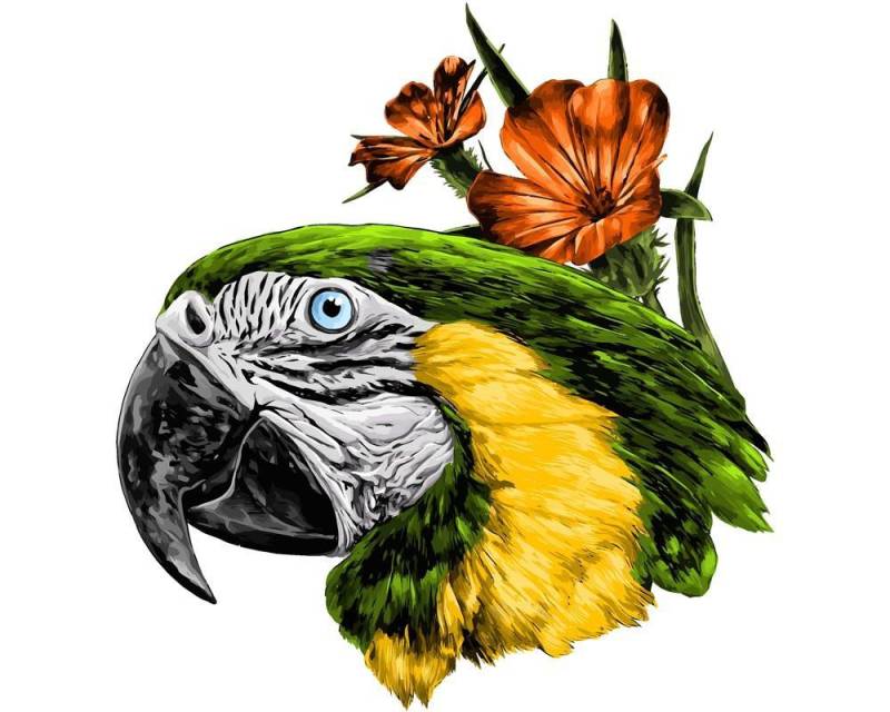 Malen nach Zahlen - Papagei nah, ohne Rahmen von DIY - Malen nach Zahlen