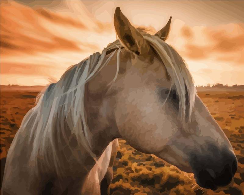 Malen nach Zahlen - Pferd bei Sonnenuntergang, ohne Rahmen von DIY - Malen nach Zahlen