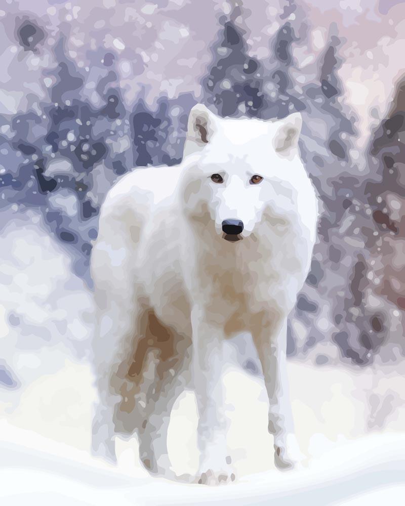 Malen nach Zahlen - Polarwolf, mit Rahmen von DIY - Malen nach Zahlen
