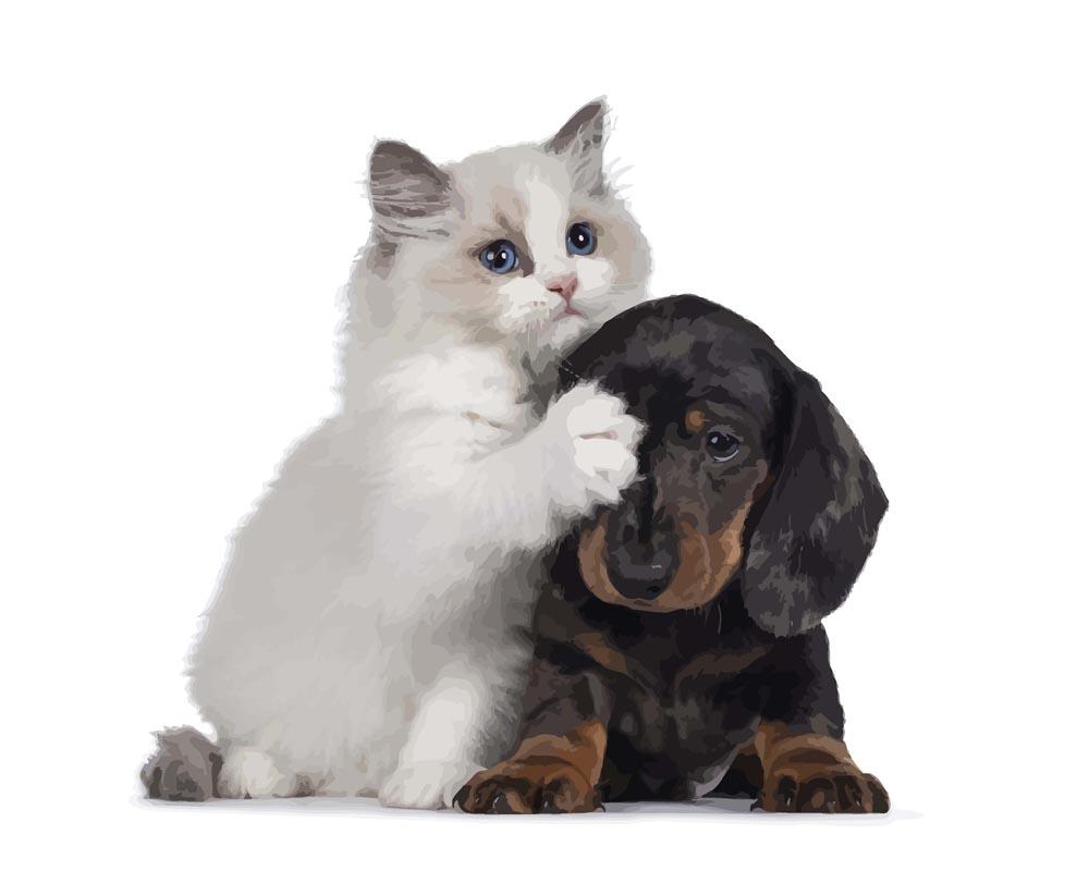 Malen nach Zahlen - Ragdoll Katze und Dachshund, mit Rahmen Malen nach Zahlen - Ragdoll Katze und Dachshund, mit Rahmen von DIY - Malen nach Zahlen