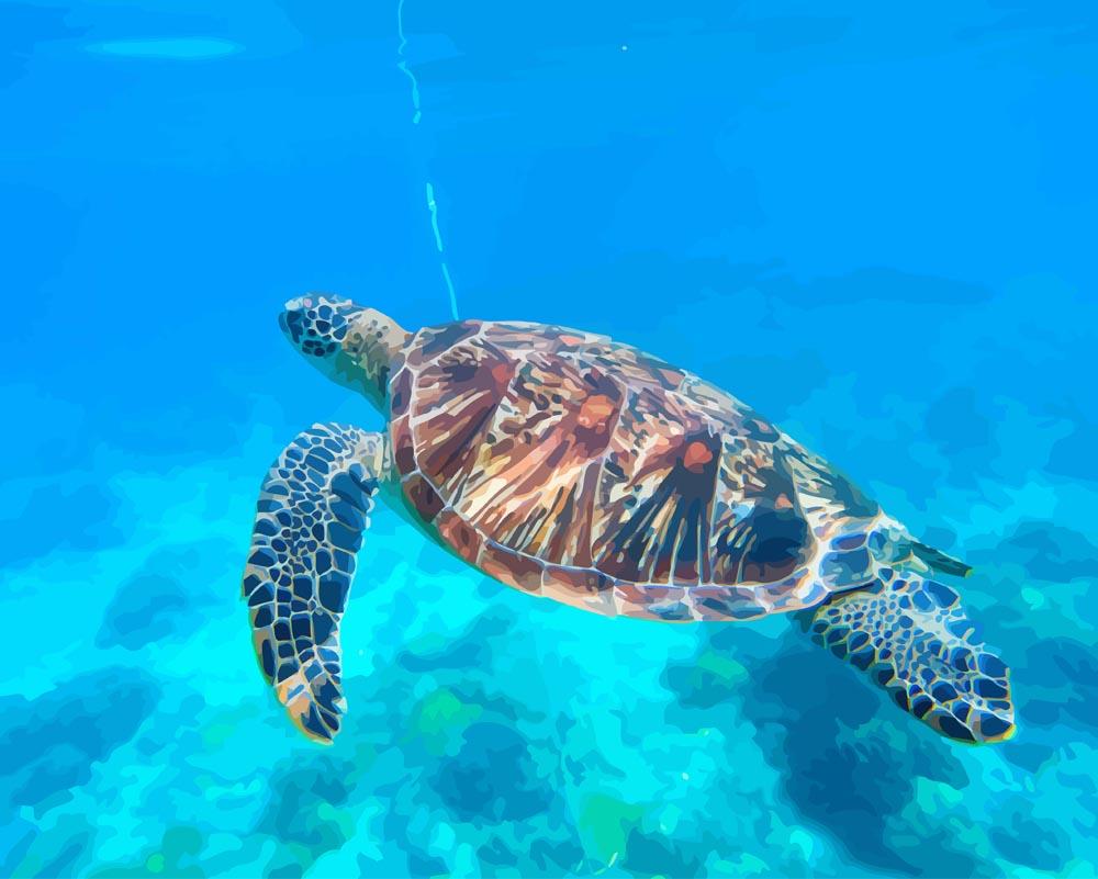 Malen nach Zahlen - Schildkröte unterwasser, ohne Rahmen von DIY - Malen nach Zahlen