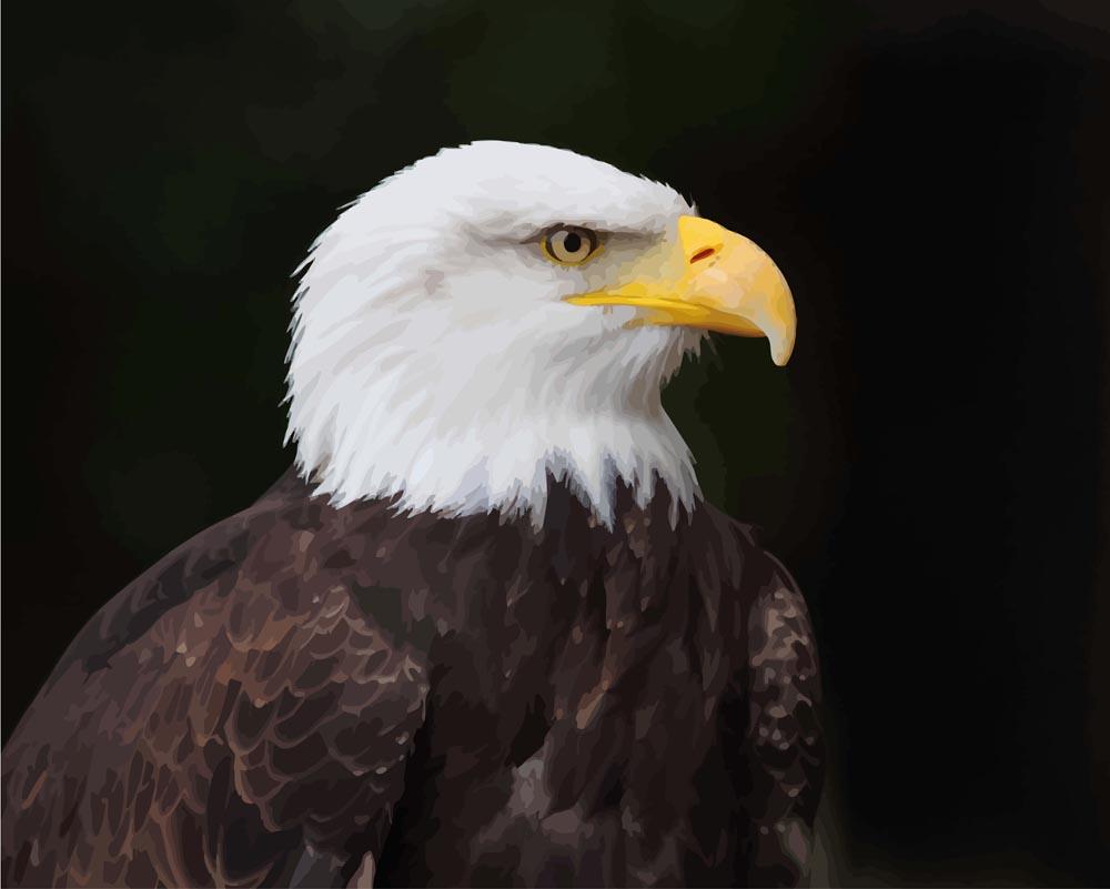 Malen nach Zahlen - Weißkopfseeadler - Bald Eagle, mit Rahmen von DIY - Malen nach Zahlen