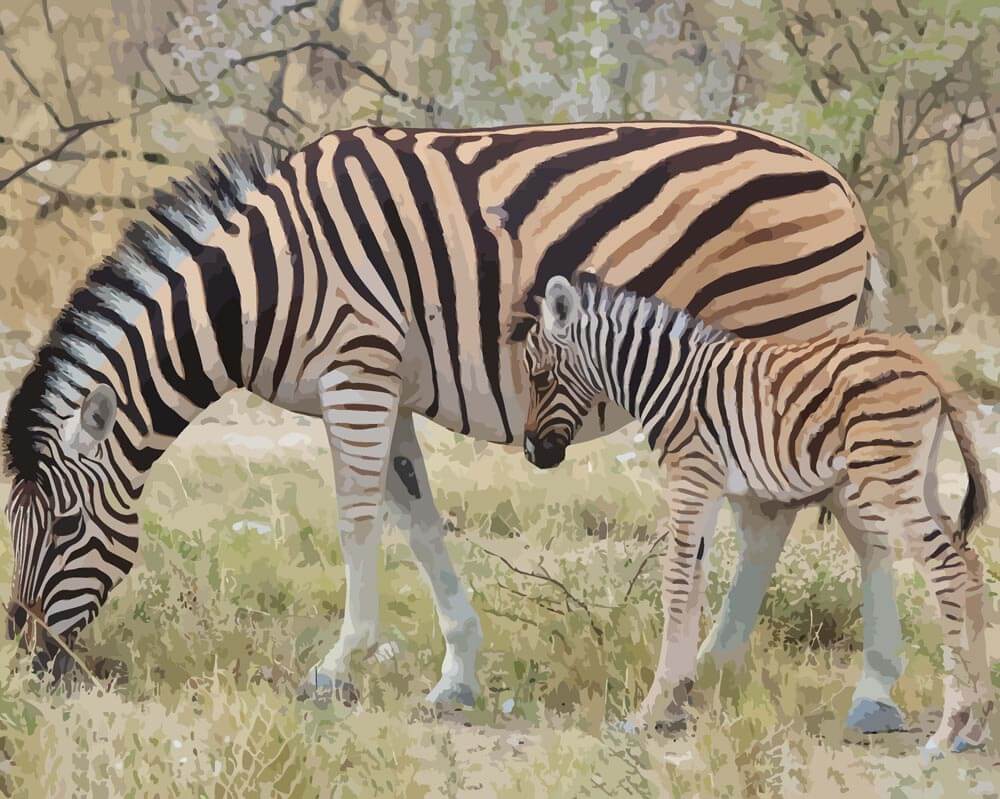 Malen nach Zahlen - Zebra - Babytiere mit Streifen, mit Rahmen von DIY - Malen nach Zahlen