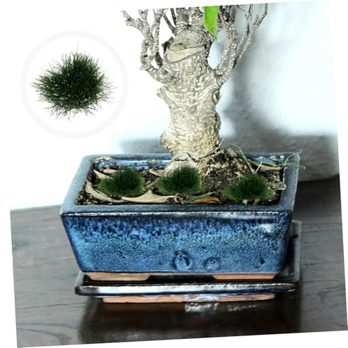 DIYEAH Modellbau Gras Cluster DIY Landschaftsgras Simulation für Mikro Gärten Puppenhaus Dekoration Robust Langlebig Realistische Feldgras Ornamente von DIYEAH