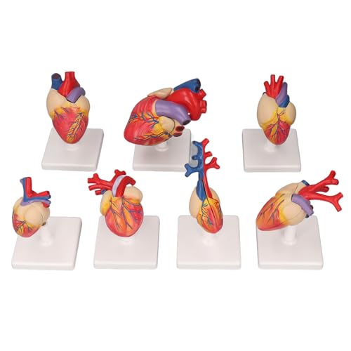 Lebensgröße Herz -Anatomie -Modell detaillierte PVC Human Herzmodell für medizinische Ausbildung Kinderfachleute von DMLENGOIN