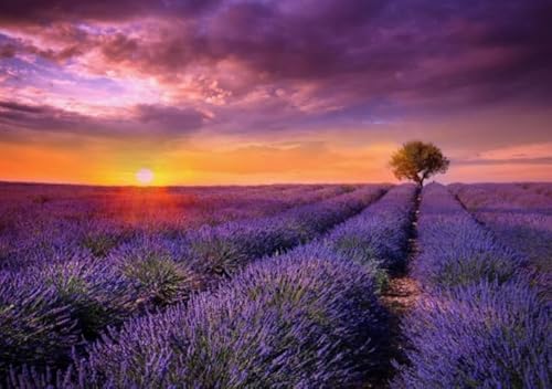 Buntes Unregelmäßiges Puzzle Für Erwachsene Familie Stress Relief Puzzle Spielzeug ,Lavenders Plants Flowers Manors Scenery ,Puzzle 1000 Teile ,Ältere Menschen Gedächtnis Kognition Games Dw176Sk Buntes Unregelmäßiges Puzzle Für Erwachsene Familie Stress Relief Puzzle Spielzeug ,Lavenders Plants Flowers Manors Scenery ,Puzzle 1000 Teile ,Ältere Menschen Gedächtnis Kognition Games Dw176Sk von DMQBT