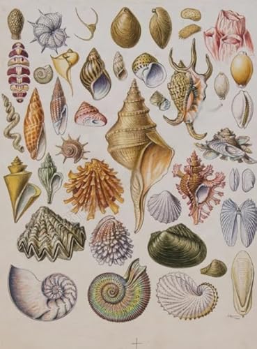DMQBT 1000 Teile Puzzle - Schwieriges Puzzle - Shells Retro Poster - Stressabbau Spiel Für Erwachsene Kunst Bild - Wand Kunst Dekoration - DX29ZW von DMQBT