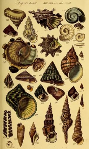 DMQBT 1000 Teile Puzzle - Schwieriges Puzzle - Shells Retro Poster - Stressabbau Spiel Für Erwachsene Kunst Bild - Wand Kunst Dekoration - DX30ZW DMQBT 1000 Teile Puzzle - Schwieriges Puzzle - Shells Retro Poster - Stressabbau Spiel Für Erwachsene Kunst Bild - Wand Kunst Dekoration - DX30ZW von DMQBT