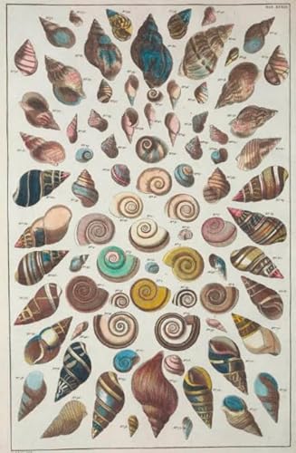DMQBT 1000 Teile Puzzle - Schwieriges Puzzle - Shells Retro Poster - Stressabbau Spiel Für Erwachsene Kunst Bild - Wand Kunst Dekoration - DX32ZW DMQBT 1000 Teile Puzzle - Schwieriges Puzzle - Shells Retro Poster - Stressabbau Spiel Für Erwachsene Kunst Bild - Wand Kunst Dekoration - DX32ZW von DMQBT