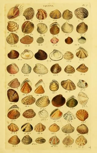 DMQBT 1000 Teile Puzzle - Schwieriges Puzzle - Shells Retro Poster - Stressabbau Spiel Für Erwachsene Kunst Bild - Wand Kunst Dekoration - DX33ZW DMQBT 1000 Teile Puzzle - Schwieriges Puzzle - Shells Retro Poster - Stressabbau Spiel Für Erwachsene Kunst Bild - Wand Kunst Dekoration - DX33ZW von DMQBT