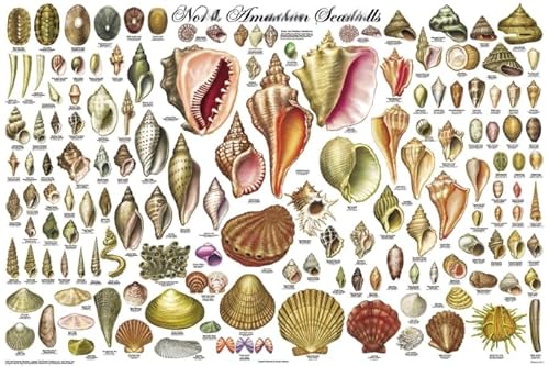 DMQBT 1000 Teile Puzzle - Schwieriges Puzzle - Shells Retro Poster - Stressabbau Spiel Für Erwachsene Kunst Bild - Wand Kunst Dekoration - DX34ZW von DMQBT