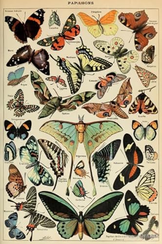 Puzzle 1000 Stücks,Butterflys Buntes Retro Plakats,Kinderspielzeug Lernspiele,Home Decoration,Erwachsene Challenge Game Xw281Qk von DMQBT