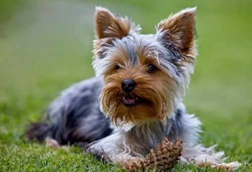 Puzzles S Puzzles 1000 Stück,Animal Yorkshike Terriers Dog,Adult Family Puzzle Challenge Toy,Memory-Spiel Für Senioren,Wand Kunst Dekoration Cf210Tn Puzzles S Puzzles 1000 Stück,Animal Yorkshike Terriers Dog,Adult Family Puzzle Challenge Toy,Memory-Spiel Für Senioren,Wand Kunst Dekoration Cf210Tn von DMQBT