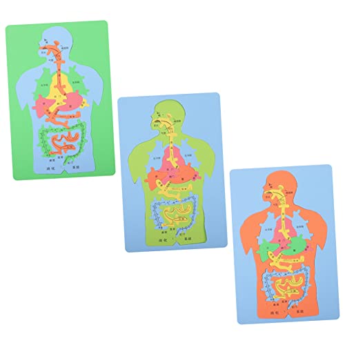 DOITOOL 3 Stück Teiliges Eva Puzzle Menschliche DIY Lernspielzeug für Kognitive Entwicklung Anatomisches Puzzle zur des Wissens Menschlichen Körper Zufällige Farbe von DOITOOL