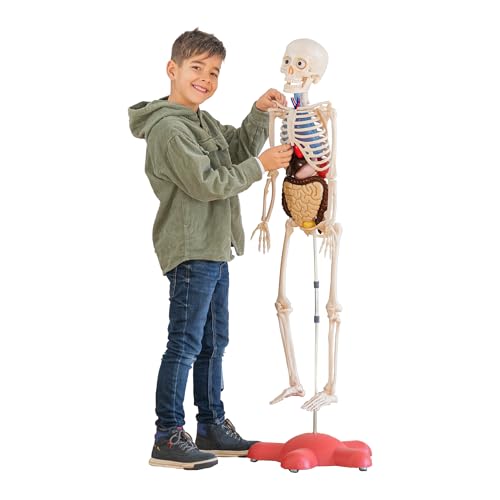 DOKTOR FUN - The Human Body - Lernspielzeug - Wissenschaft - Skelett 120 cm - Ab 8 Jahren - 72 Teile - Menschliche Anatomie für Kinder - Kinderleicht Zusammenzubauen - Mit Bebilderter Aufbauanleitung von DOKTOR FUN
