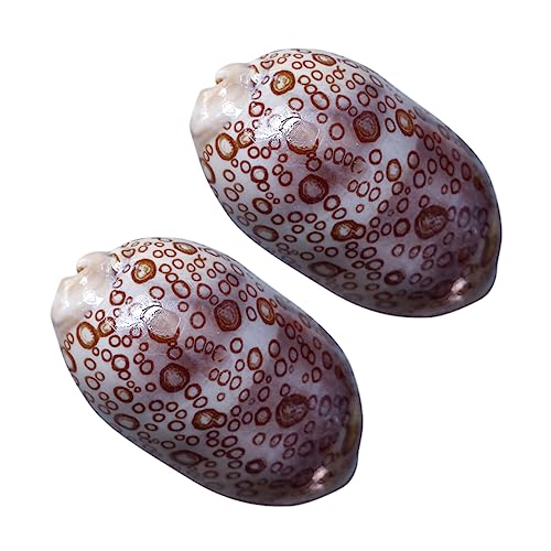 DONFAMDS 2 Stück Cowrie Muscheln Dekorative Meeresschalen für Aquarium und Terrarium DIY Bastelprojekte und Heimdeko Farben Zufällig für Themenpartys und Kreative von DONFAMDS