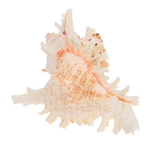 DONFAMDS Natural Conch Aquarium Dekoration Handgefertigte für Fischbecken Realistische Aquarien Verzierung für Aquascaping DONFAMDS Natural Conch Aquarium Dekoration Handgefertigte für Fischbecken Realistische Aquarien Verzierung für Aquascaping von DONFAMDS