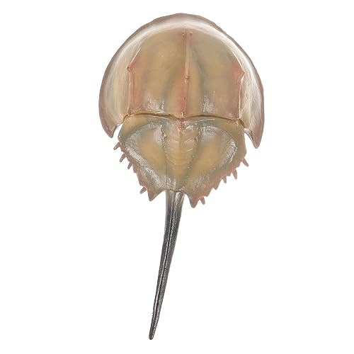 DONFAMDS Realistisches Künstliches Meerestier Modell Dekorative Limuloid Fische für Aquarien Fotorequisiten und Partys Detailgetreue Nachbildung für Zuhause und Küchen Dekoration DONFAMDS Realistisches Künstliches Meerestier Modell Dekorative Limuloid Fische für Aquarien Fotorequisiten und Partys Detailgetreue Nachbildung für Zuhause und Küchen Dekoration von DONFAMDS