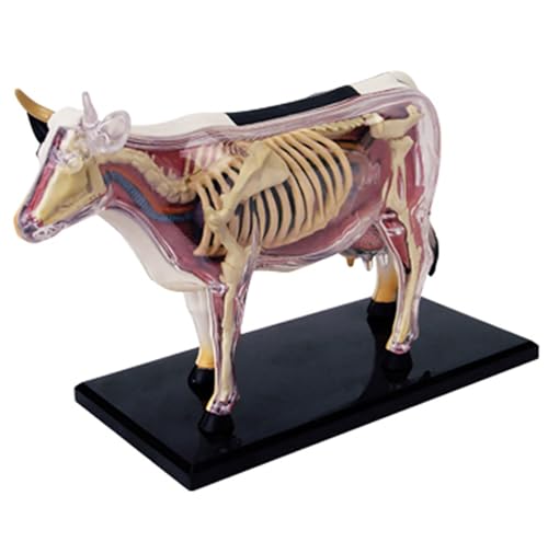 4D Cow Anatomy Model - Animal Skeleton Specimen, Detachable Biology, 29 Parts for Pet Clinic Veterinary TrainingSchool Teaching Demonstration von DRFGHK
