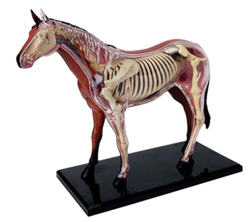 4D Horse Anatomy Model - Animal Skeleton Specimen, Detachable Biology, 26 Parts for Pet Clinic Veterinary TrainingSchool Teaching Demonstration 4D Horse Anatomy Model - Animal Skeleton Specimen, Detachable Biology, 26 Parts for Pet Clinic Veterinary TrainingSchool Teaching Demonstration von DRFGHK