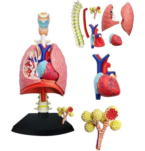 4D Respiratory System Lung Model of 21 Removable Parts Science & Technology Teaching Model,Model of Human Heart and Lungs,Lung Model Anatomical 4D Respiratory System Lung Model of 21 Removable Parts Science & Technology Teaching Model,Model of Human Heart and Lungs,Lung Model Anatomical von DRFGHK