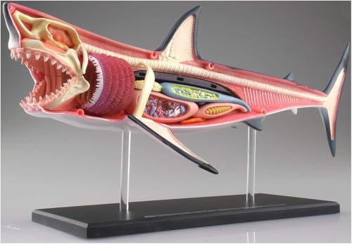 4D Shark Anatomy Model, Animal Anatomical Model, 20 Detachable Organs and Body Parts Biology Model for Study Display Teaching Medical Model, Assembly Toy. 4D Shark Anatomy Model, Animal Anatomical Model, 20 Detachable Organs and Body Parts Biology Model for Study Display Teaching Medical Model, Assembly Toy. von DRFGHK