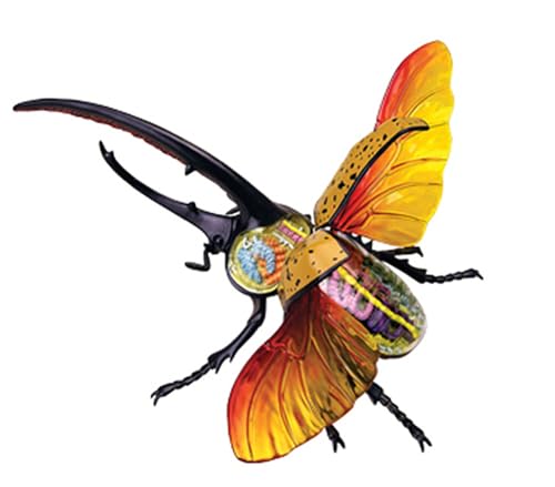4D Vision Beetle Anatomy Model, Insect Anatomy Model Biology Organs Model Puzzle Torso Body Model Anatomical Models Insect Organ Model von DRFGHK