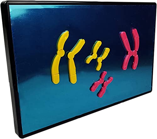 Animal Cell Meiosis Model, Cell Mitosis Medical Teaching Model Animal and Plant Cells Mitosis Model for Science Education Classroom Demonstration Tools. von DRFGHK