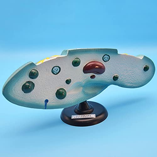 Paramecium Model, Biological Education Model, Used in High School Biological Experiment Equipment, Junior High School Teaching Equipment von DRFGHK